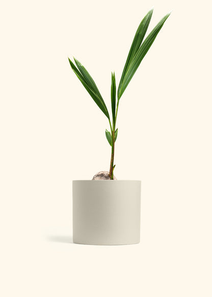 Coconut Palm Tree
