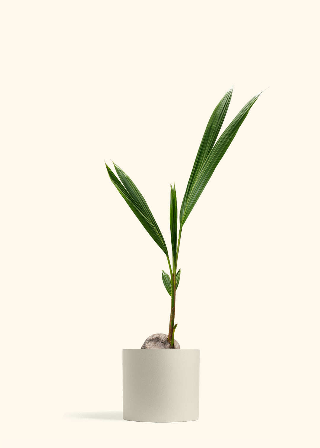 Coconut Palm Tree