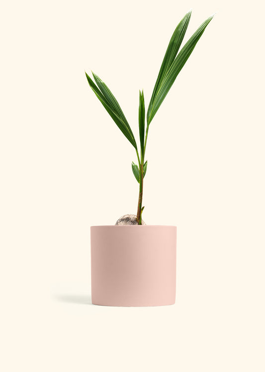 Coconut Palm Tree