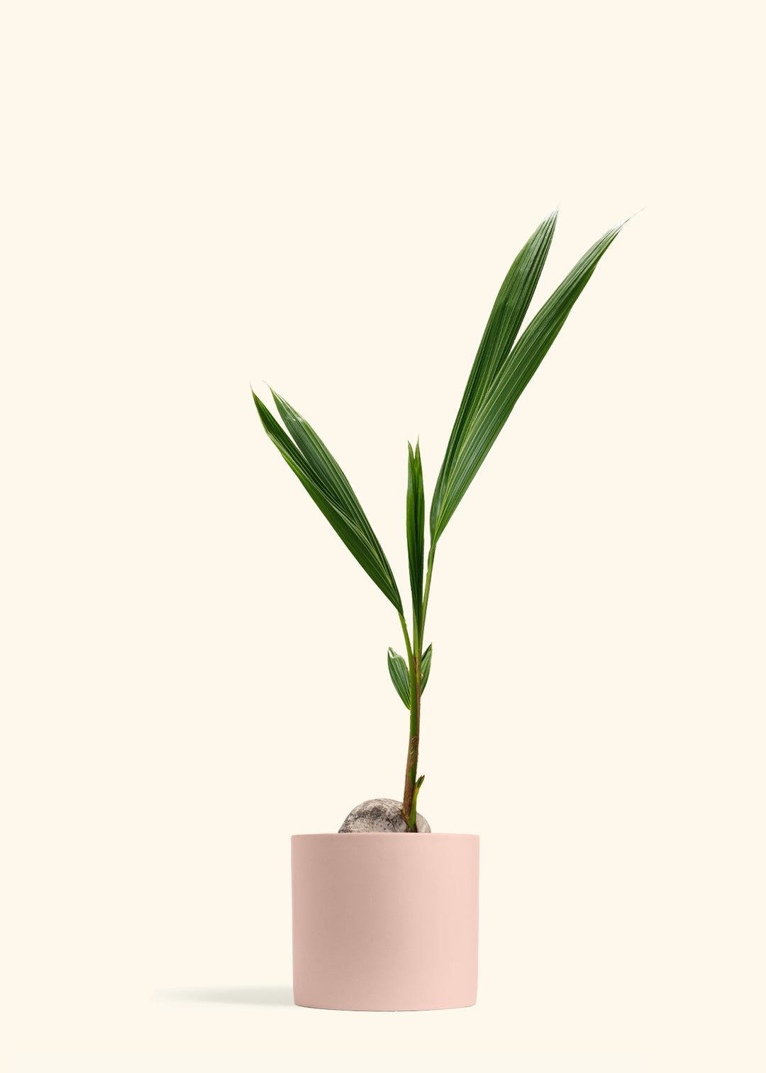 Coconut Palm Tree