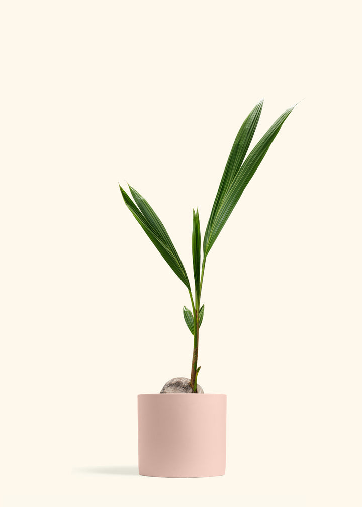 Coconut Palm Tree