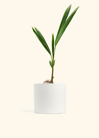 Coconut Palm Tree