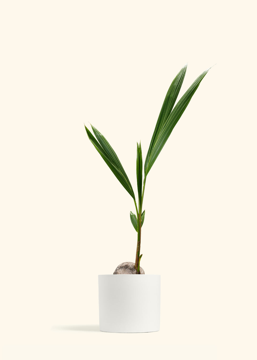 Coconut Palm Tree