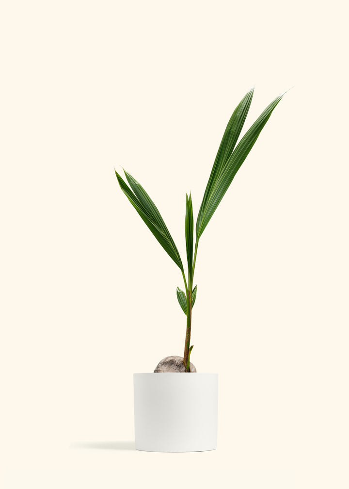 Coconut Palm Tree
