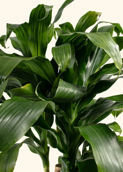 Dracaena Janet Craig Cane