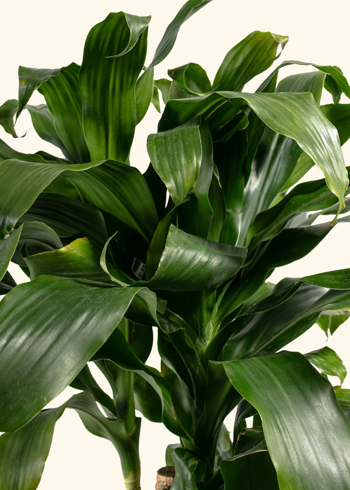 Dracaena Janet Craig