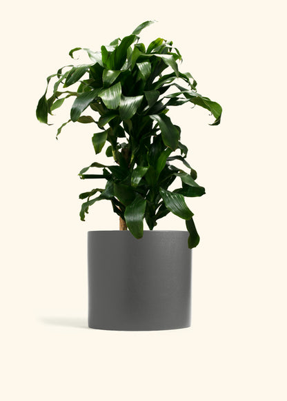 Dracaena Janet Craig Cane