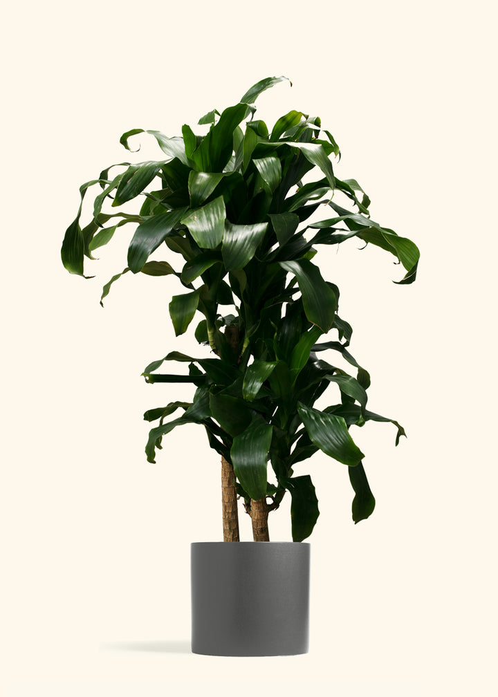 Dracaena Janet Craig