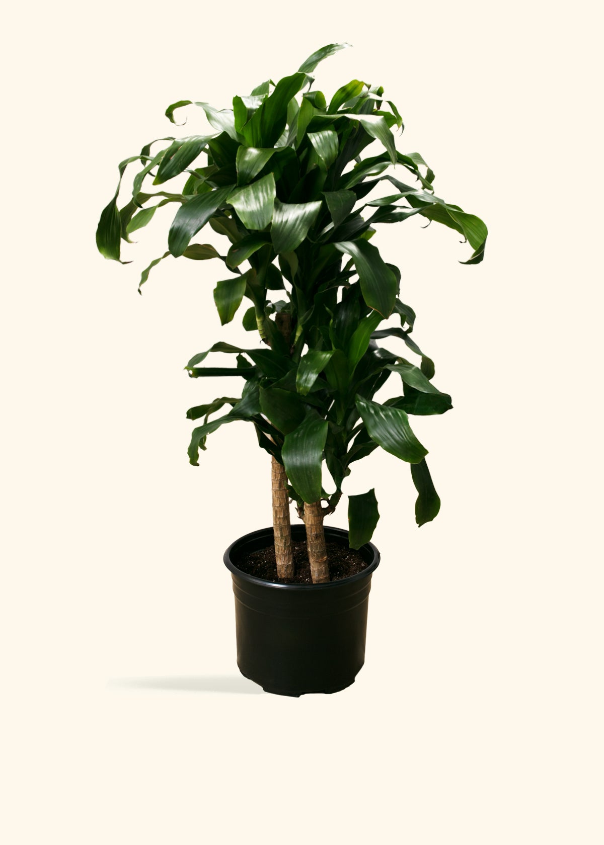 Dracaena Janet Craig Cane – Hey Rooted