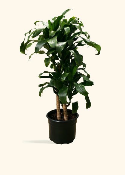 Dracaena Janet Craig Cane