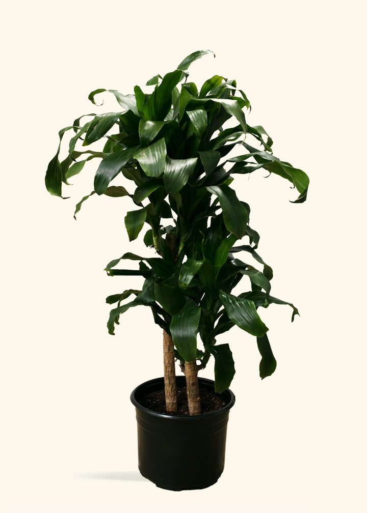 Dracaena Janet Craig