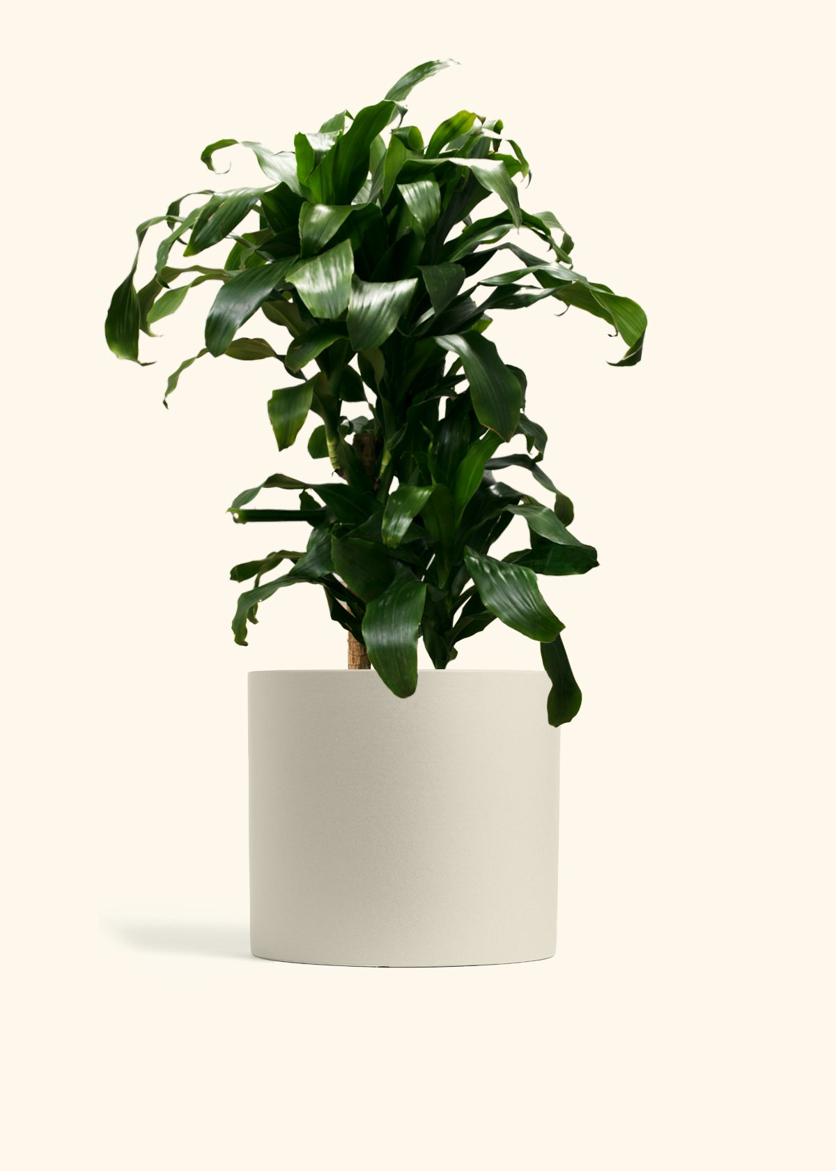 Dracaena Janet Craig Cane