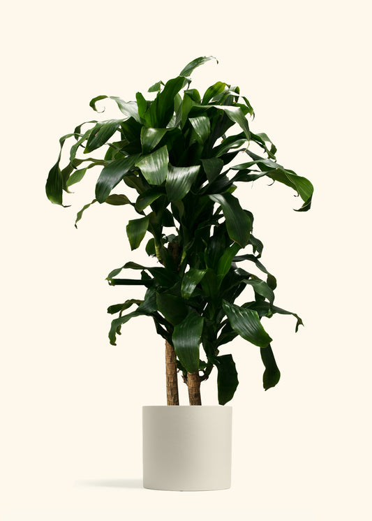 Dracaena Janet Craig