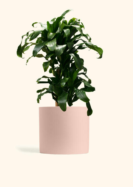 Dracaena Janet Craig Cane