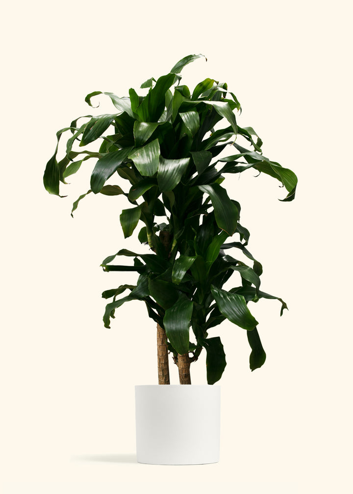 Dracaena Janet Craig