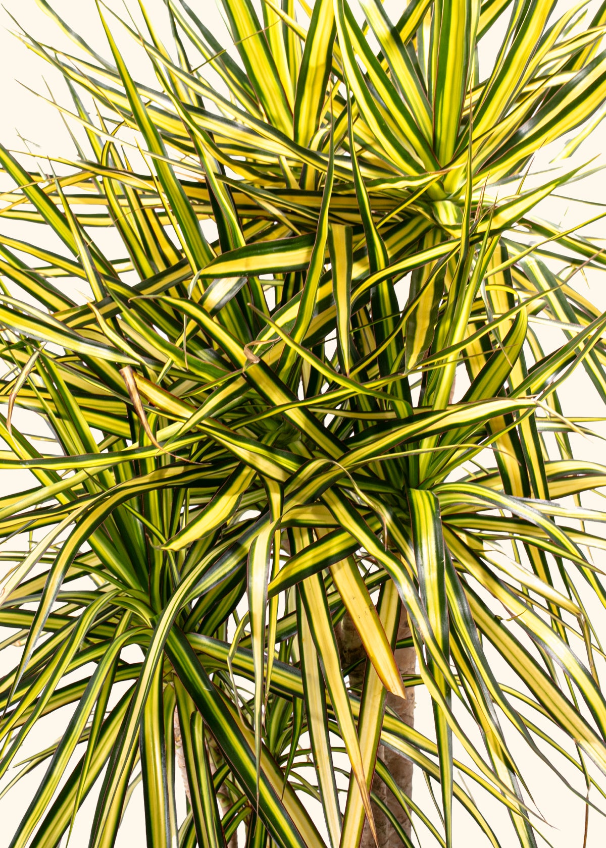 Dracaena Marginata Ray of Sunshine