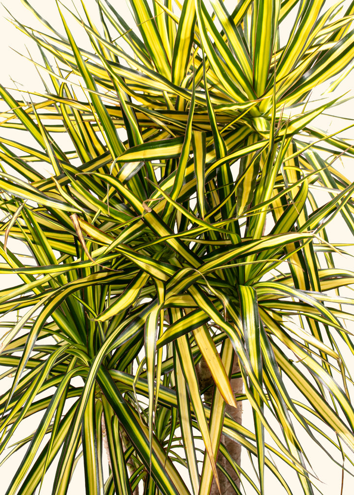 Dracaena Ray of Sunshine