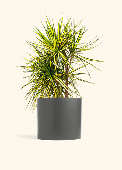 Dracaena Marginata Ray of Sunshine Cane
