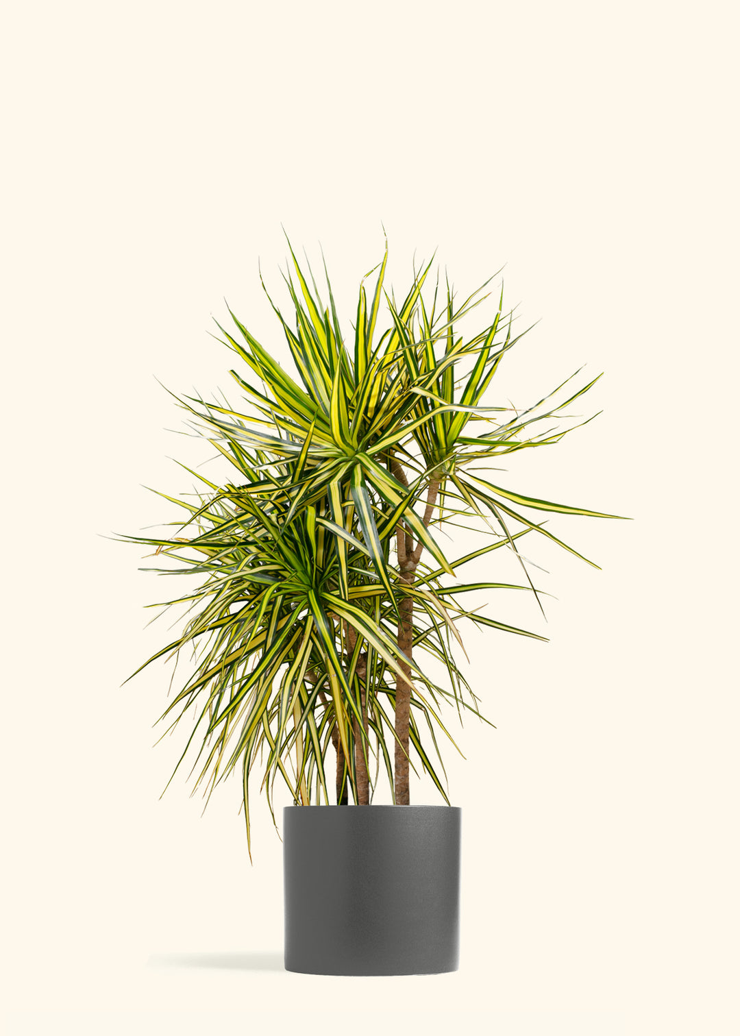 Dracaena Ray of Sunshine