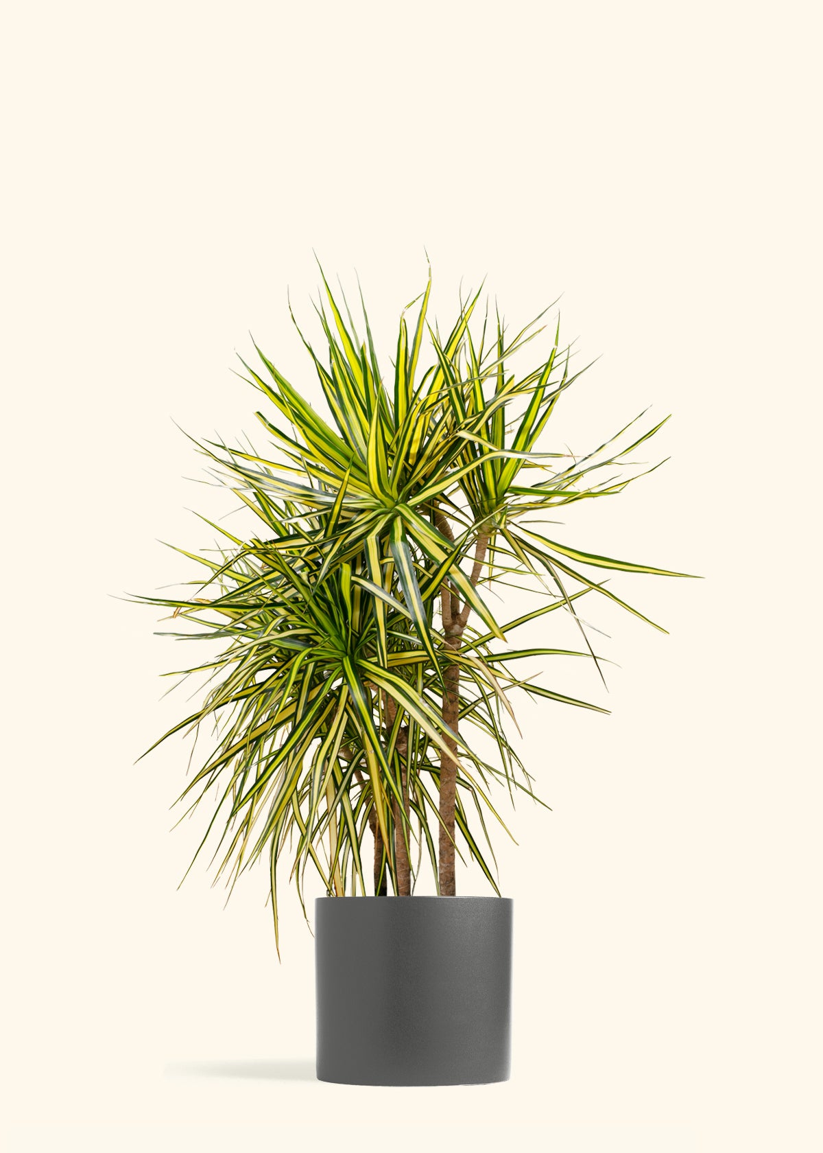 Dracaena Marginata Ray of Sunshine