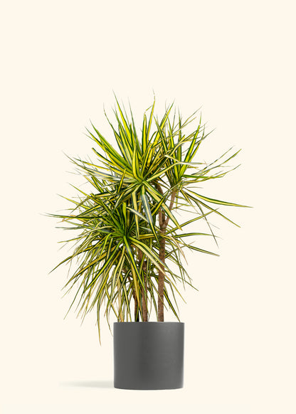 Dracaena Marginata Ray of Sunshine