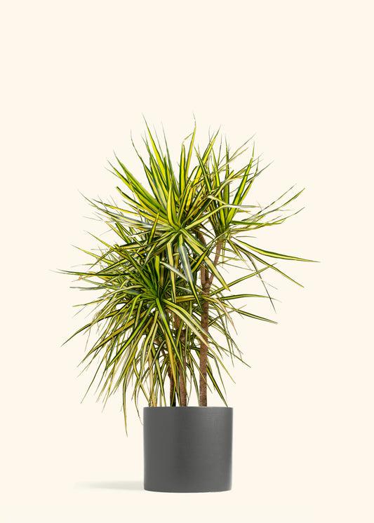 Dracaena Marginata Ray of Sunshine Cane