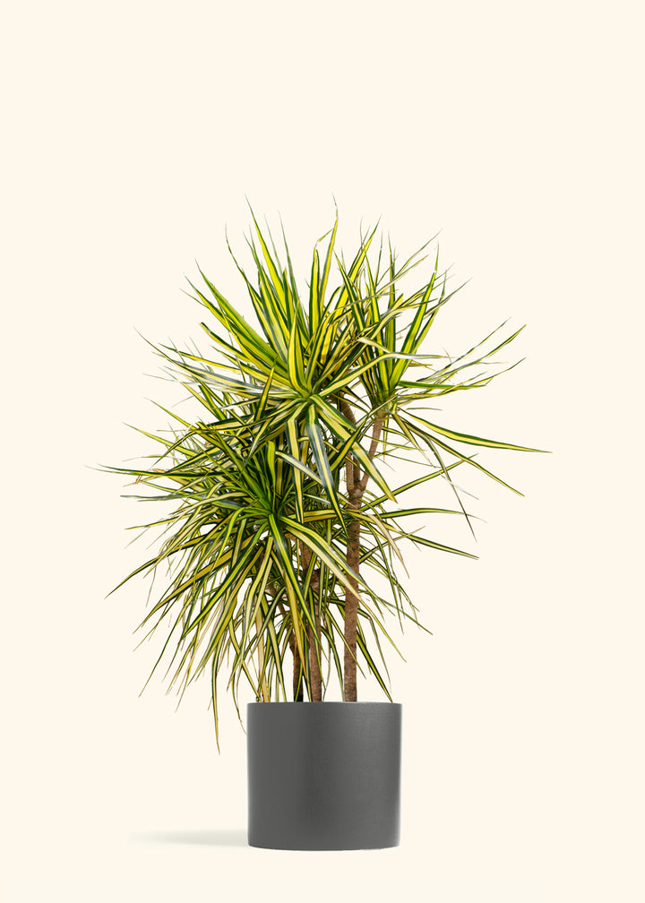 Dracaena Ray of Sunshine