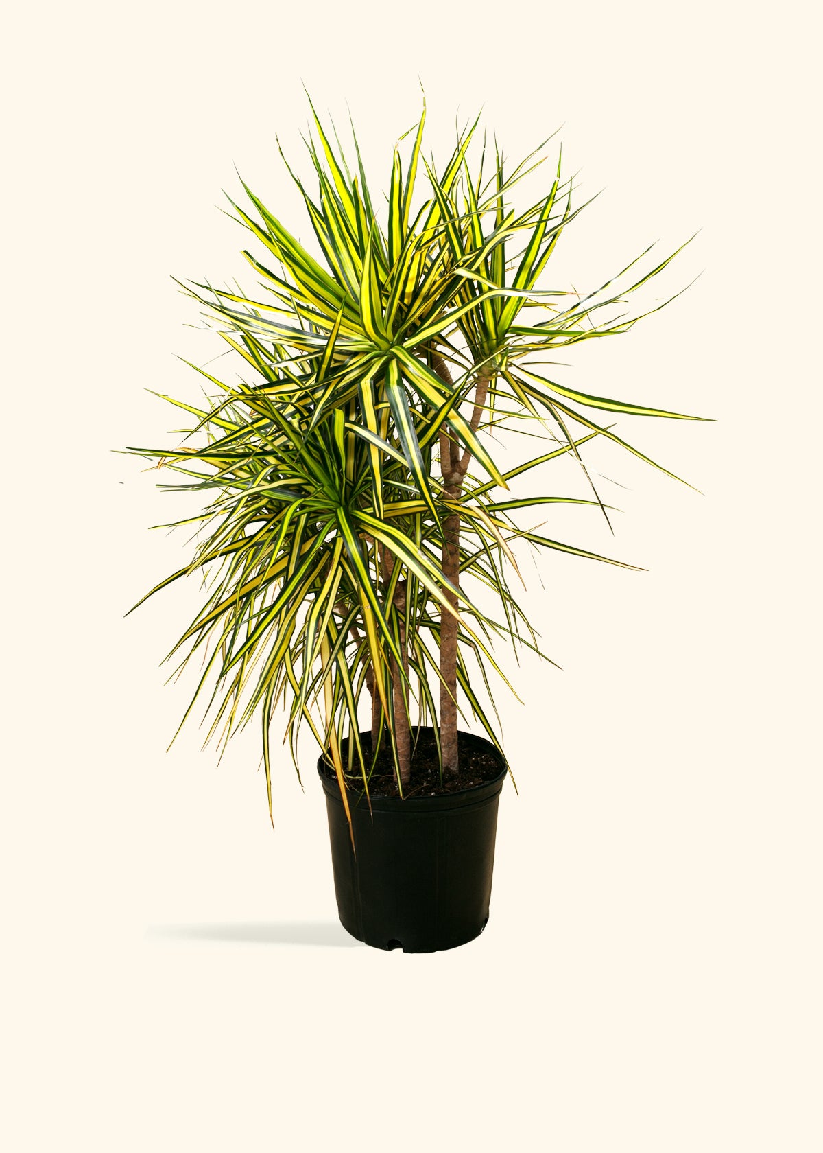 Dracaena Marginata Ray of Sunshine Cane