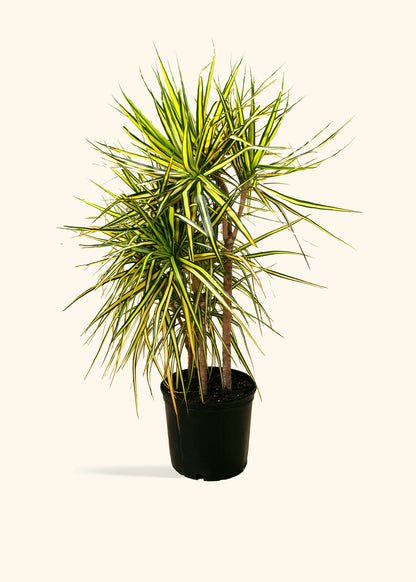 Dracaena Marginata Ray of Sunshine Cane