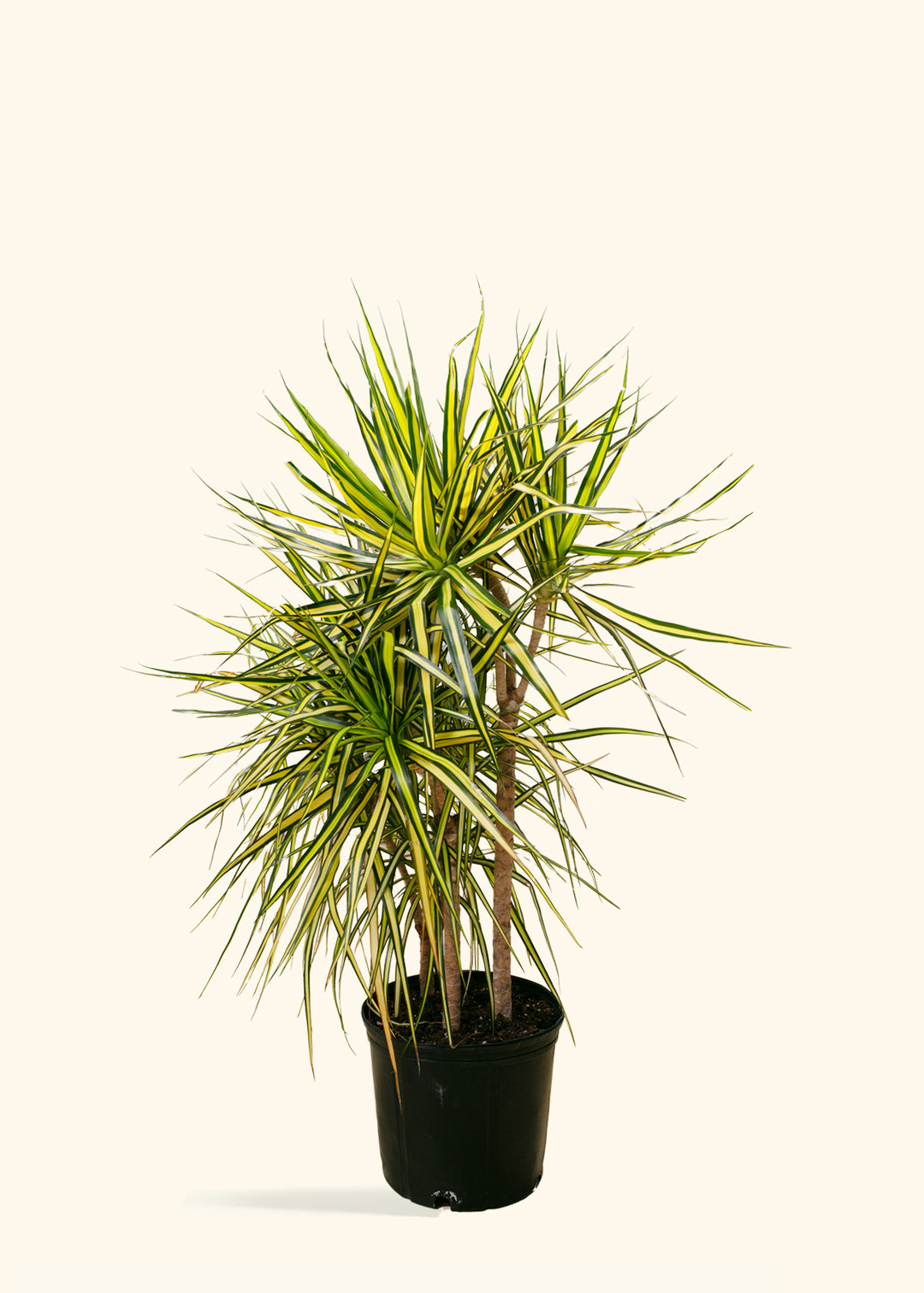 Dracaena Ray of Sunshine