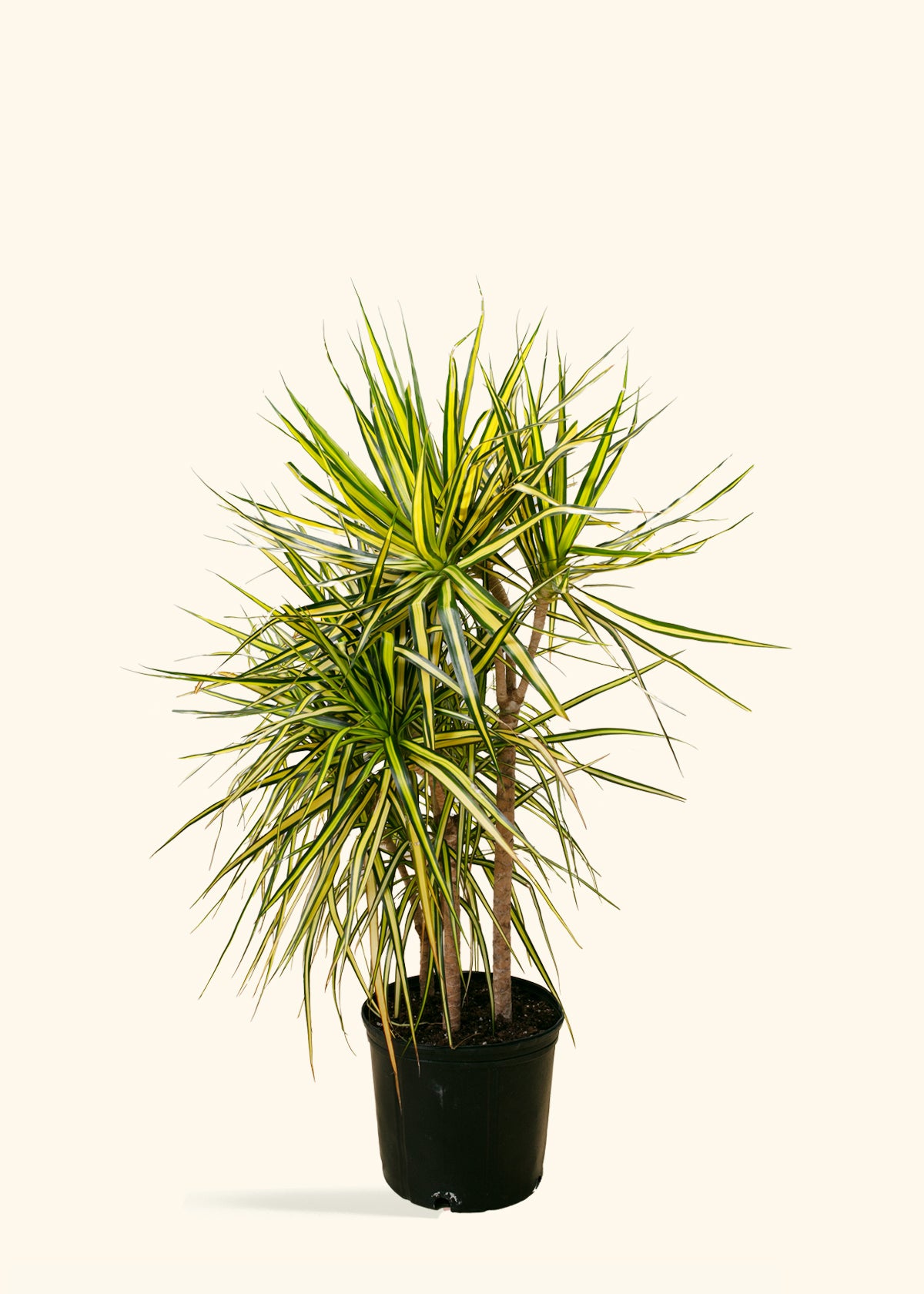 Dracaena Marginata Ray of Sunshine