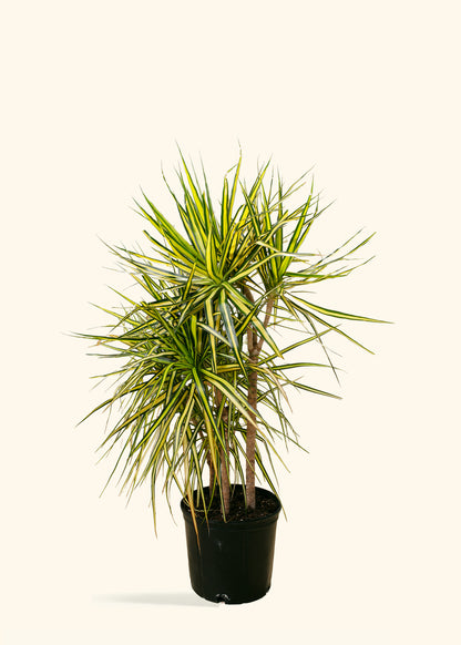 Dracaena Marginata Ray of Sunshine