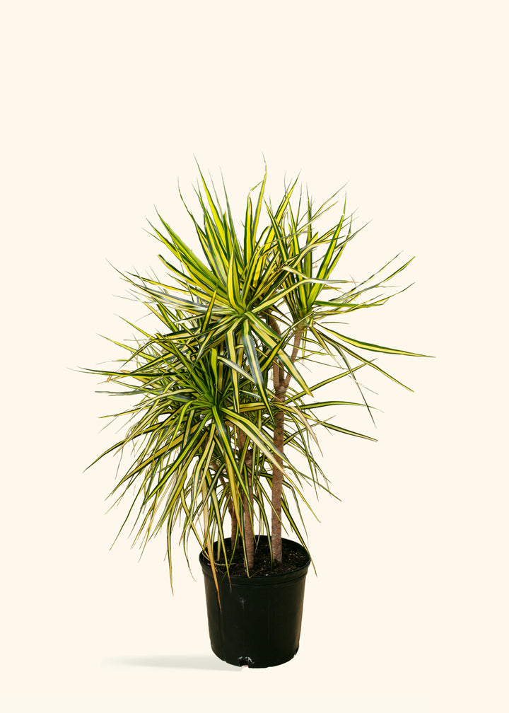 Dracaena Ray of Sunshine