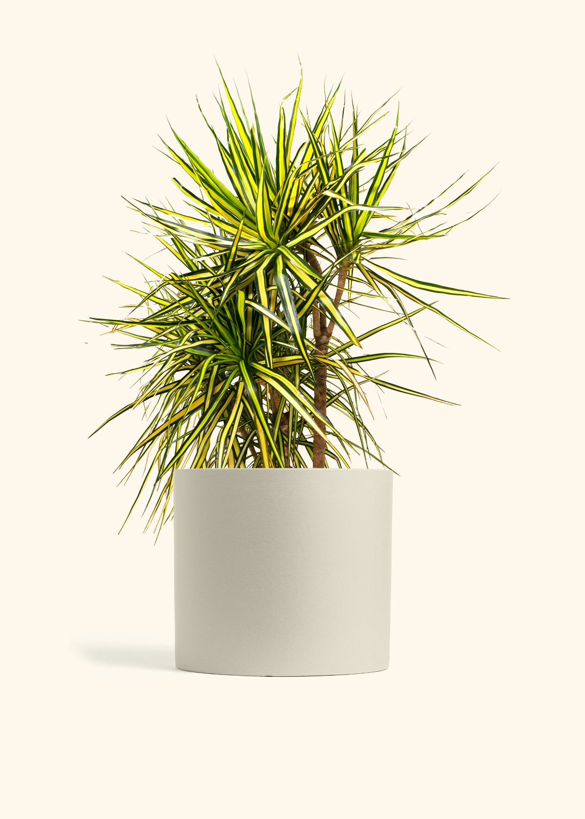 Dracaena Marginata Ray of Sunshine Cane