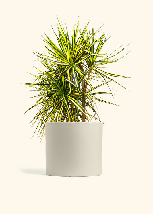 Dracaena Marginata Ray of Sunshine Cane