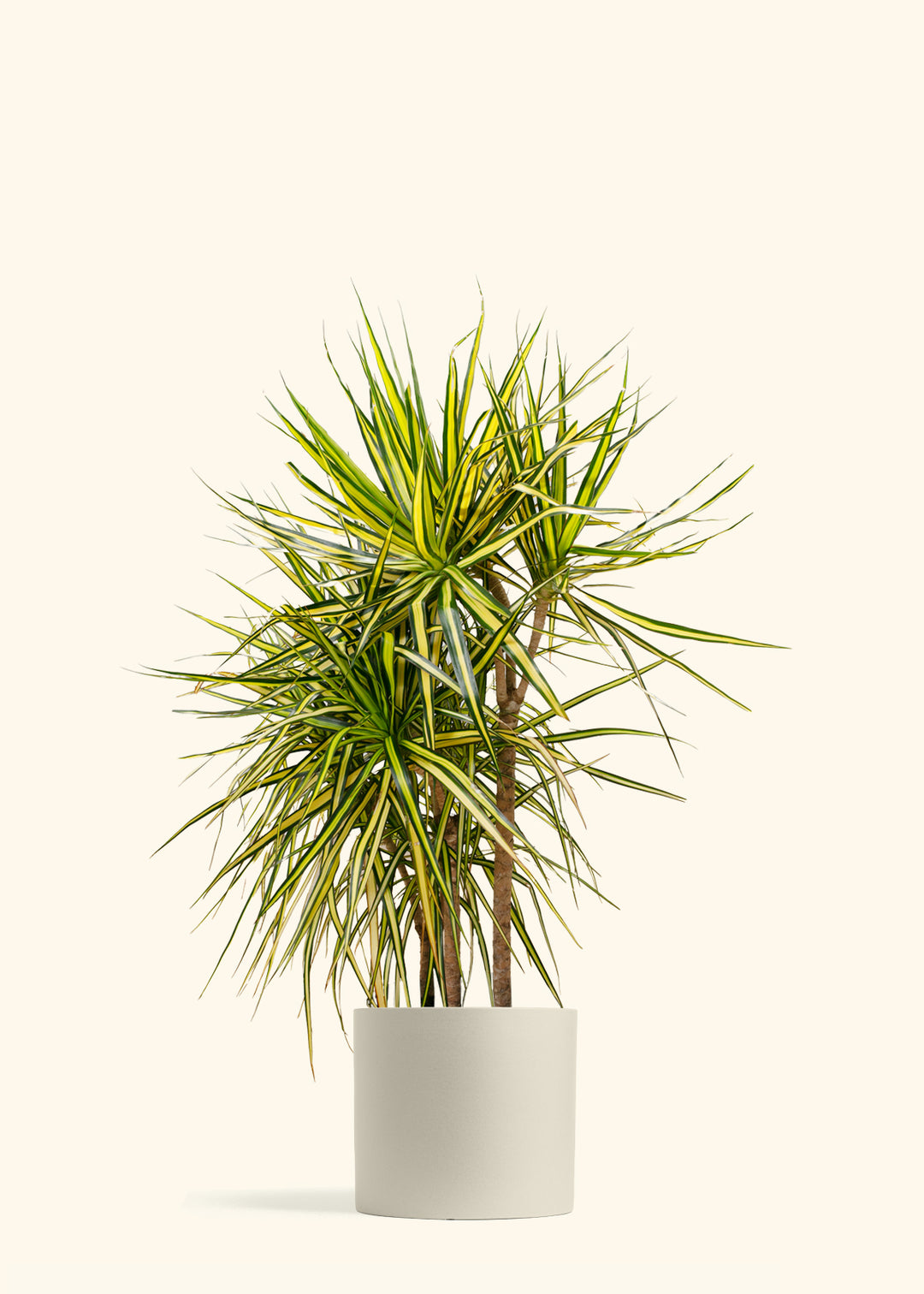 Dracaena Ray of Sunshine