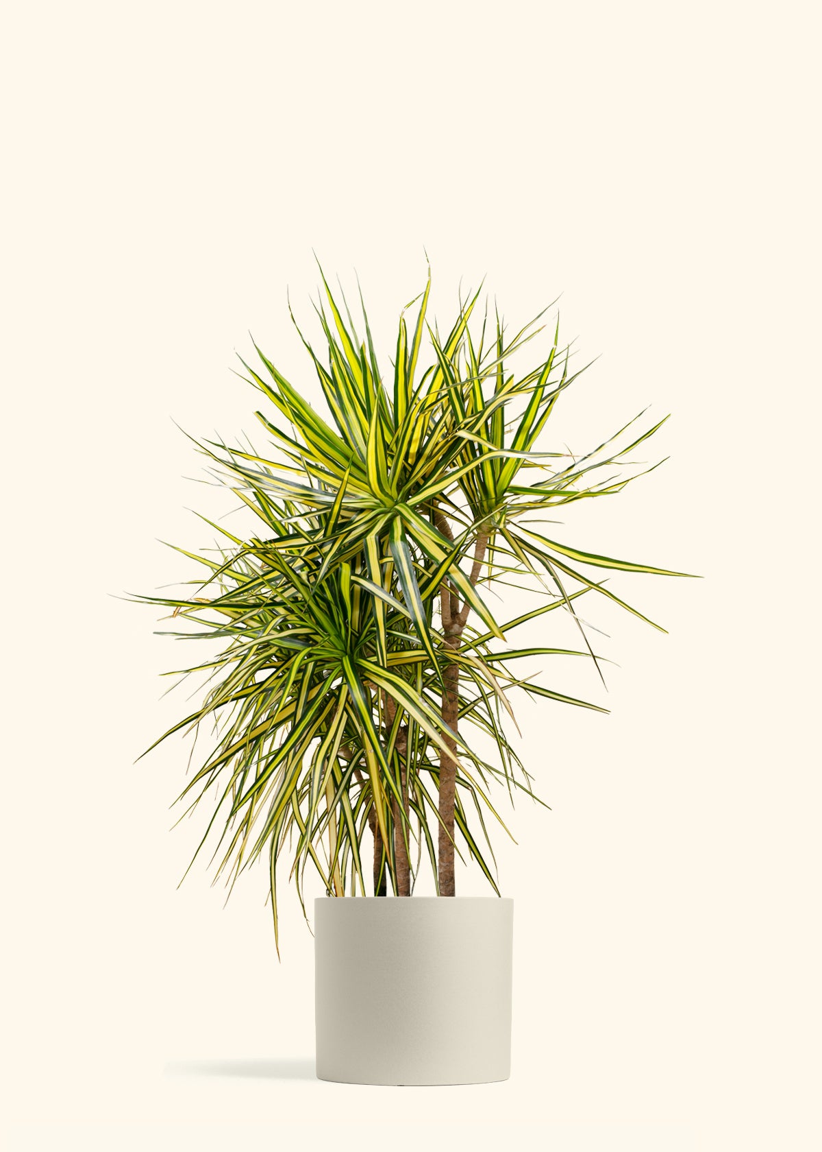 Dracaena Marginata Ray of Sunshine