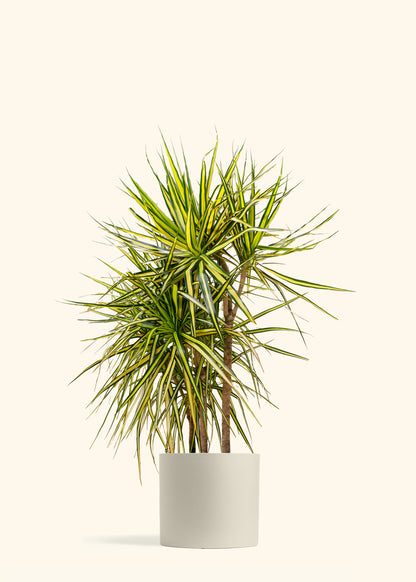 Dracaena Marginata Ray of Sunshine