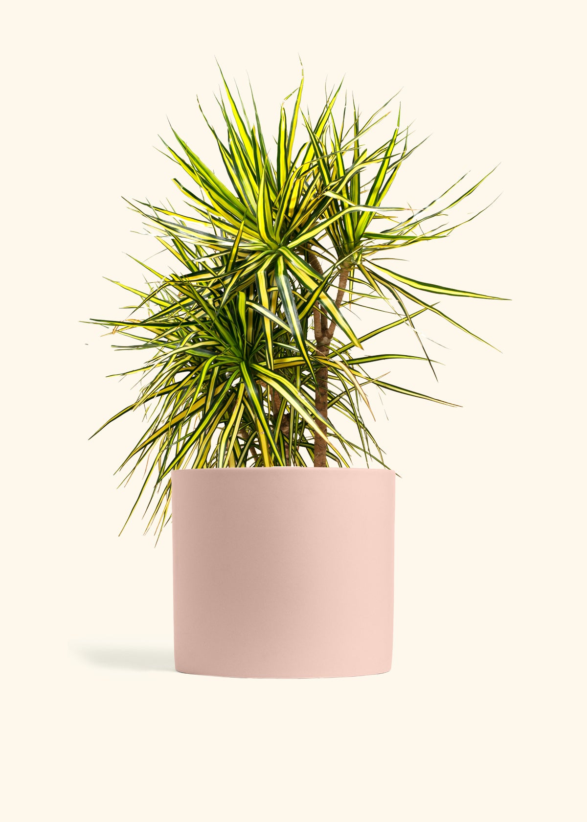 Dracaena Marginata Ray of Sunshine Cane