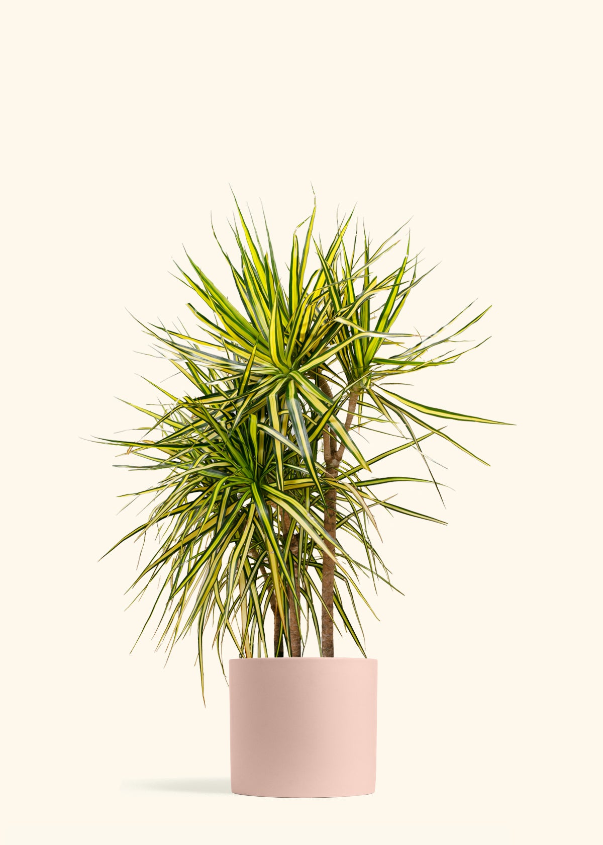 Dracaena Marginata Ray of Sunshine