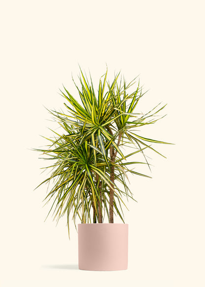 Dracaena Marginata Ray of Sunshine