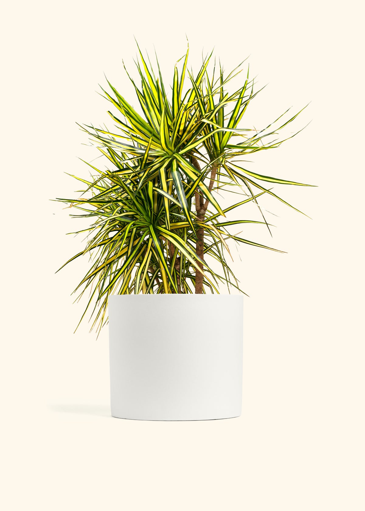 Dracaena Marginata Ray of Sunshine Cane