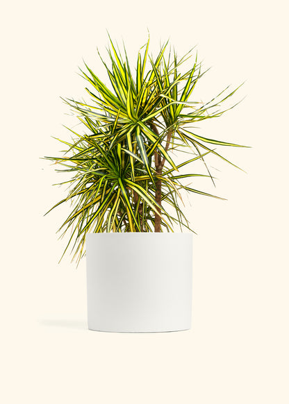 Dracaena Marginata Ray of Sunshine Cane