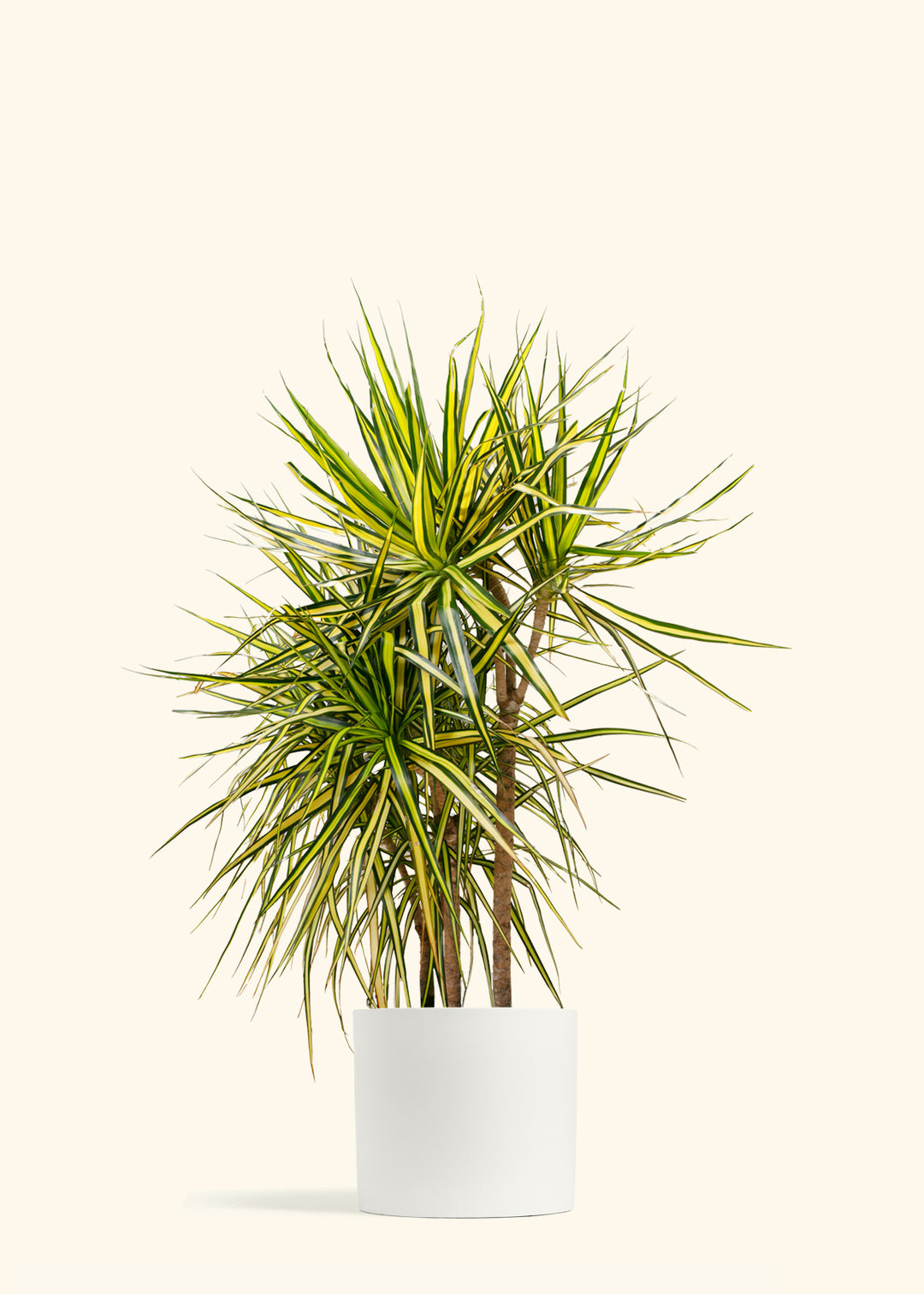 Dracaena Ray of Sunshine