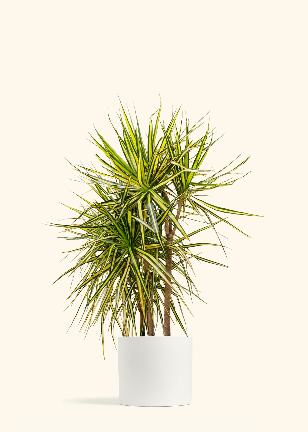 Dracaena Marginata Ray of Sunshine