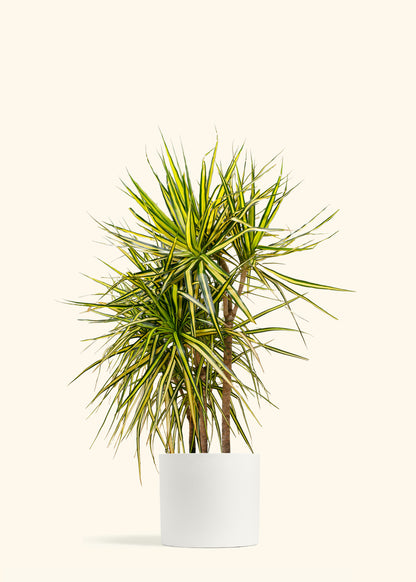 Dracaena Marginata Ray of Sunshine