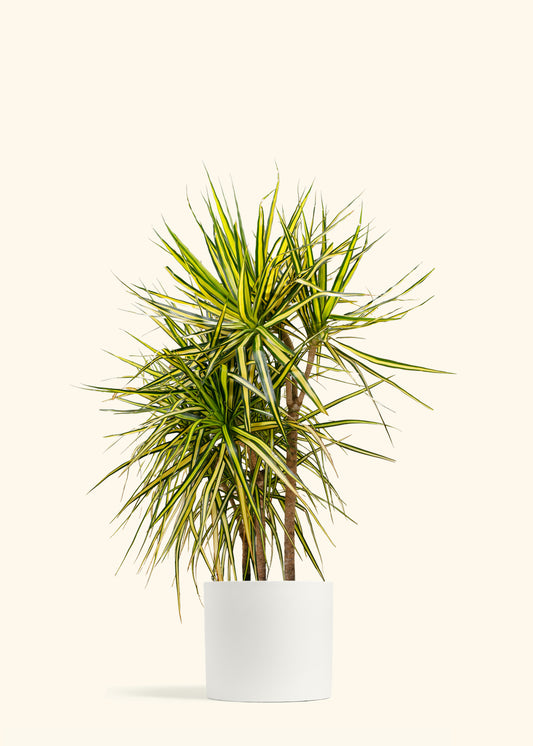 Dracaena Marginata Ray of Sunshine Cane