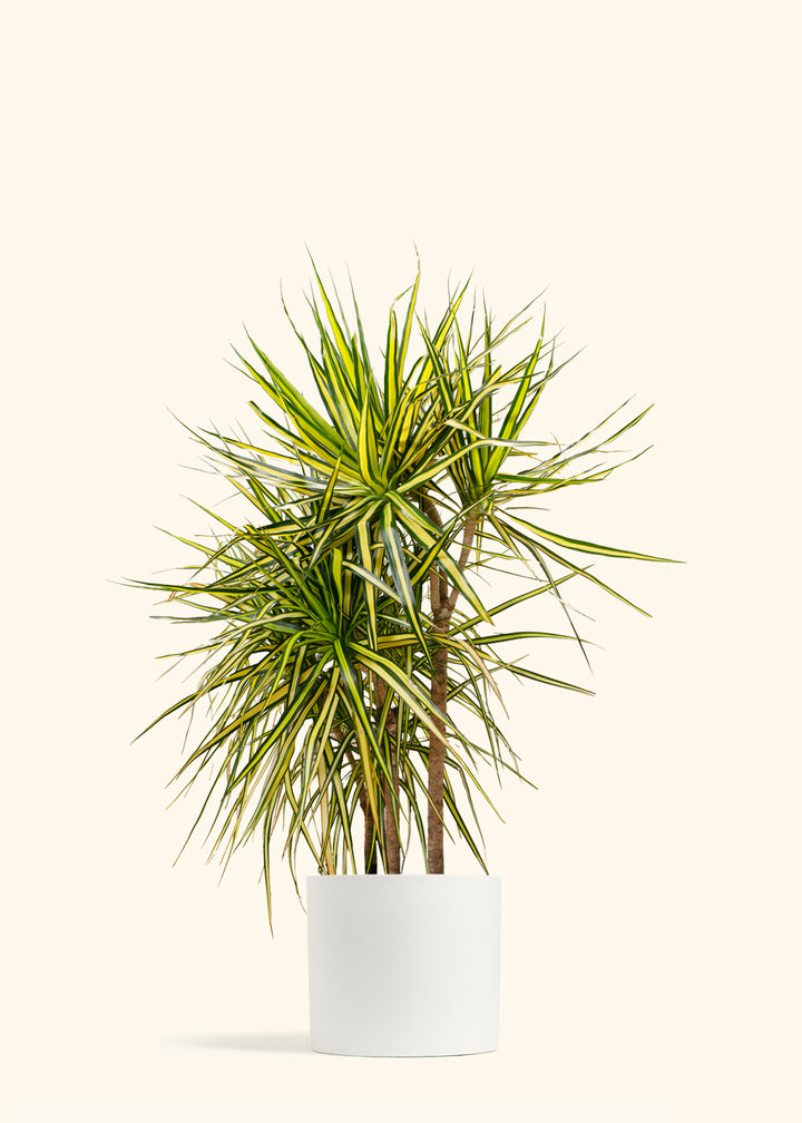Dracaena Ray of Sunshine