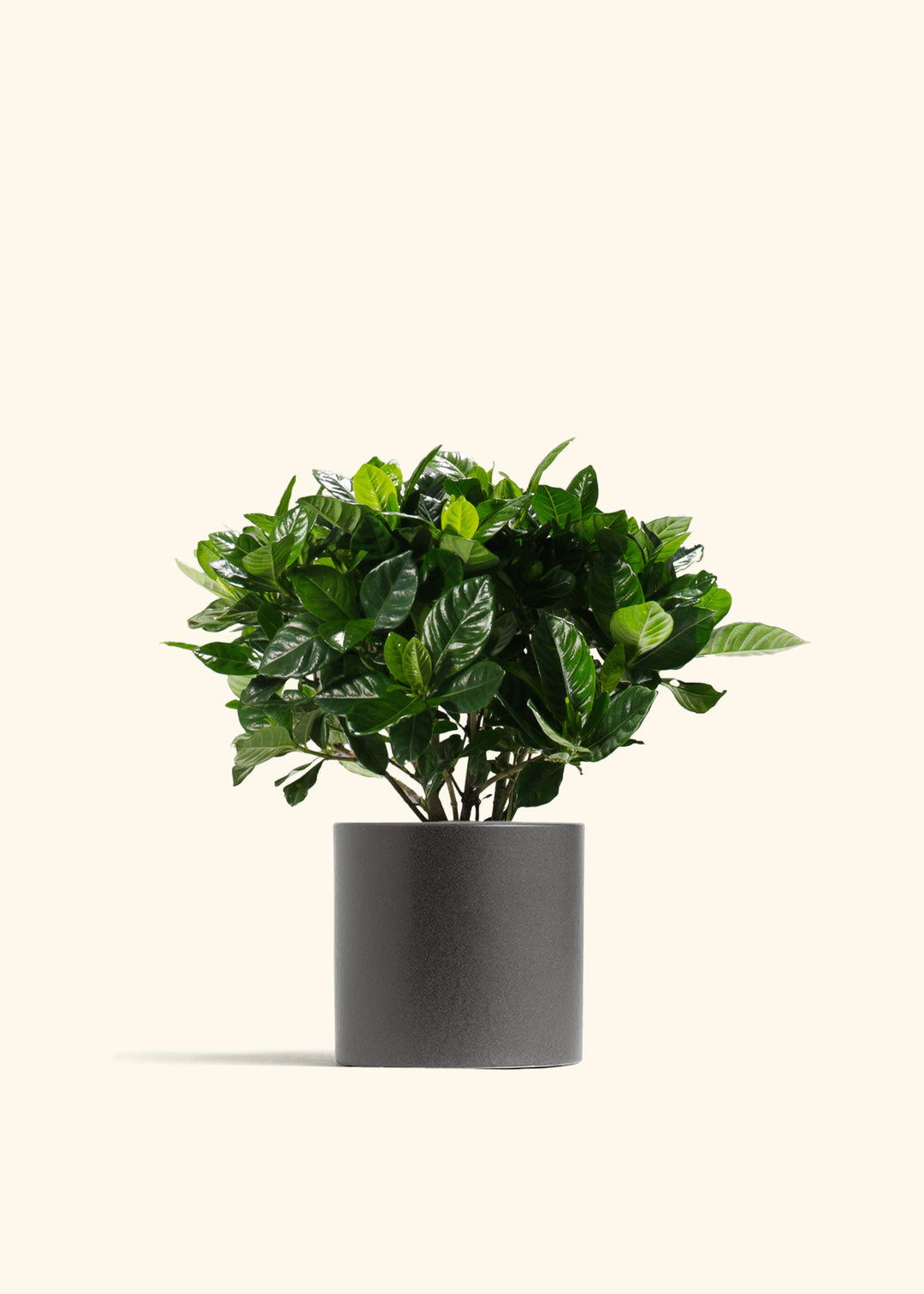 Gardenia Veitchii