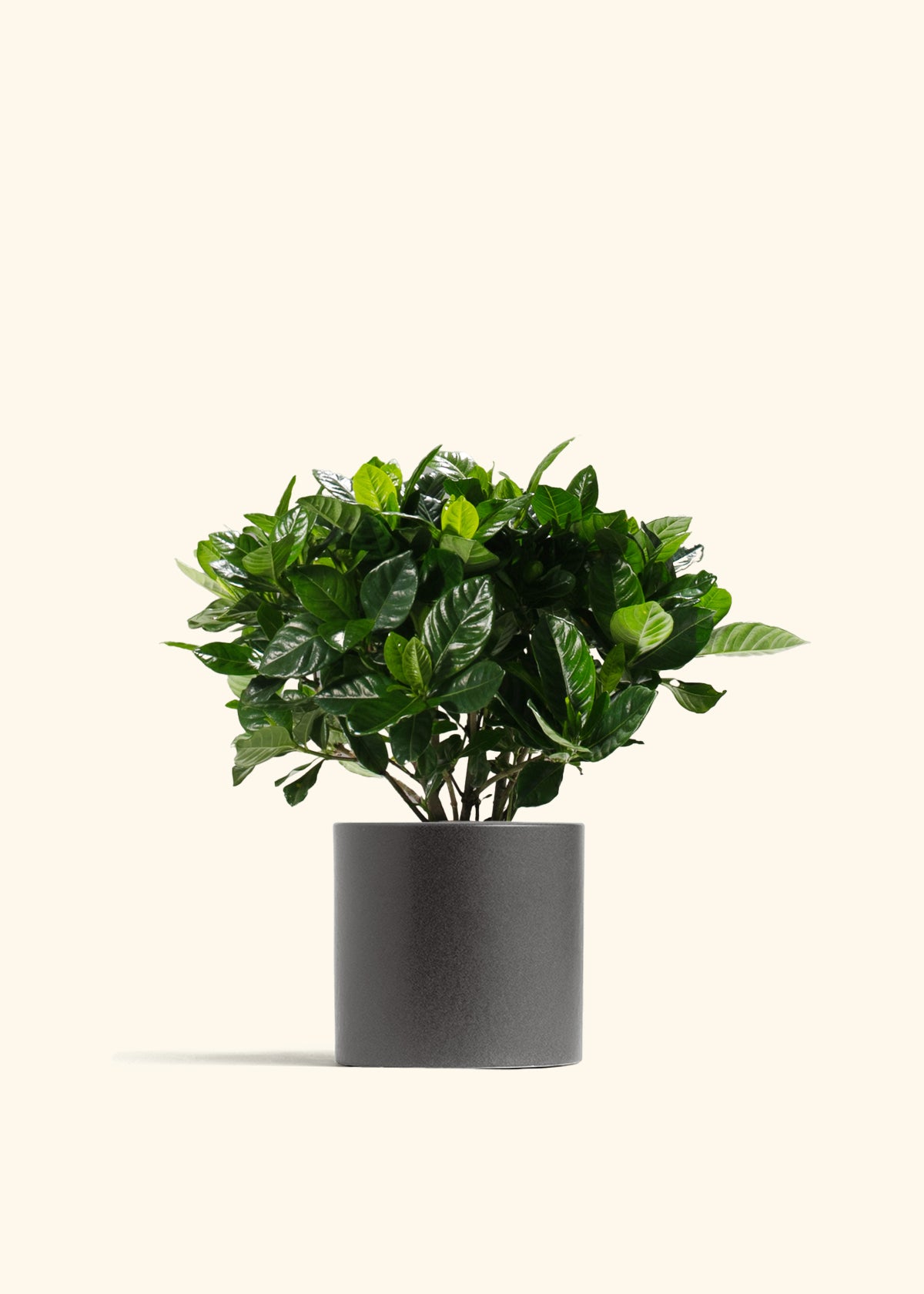 Blooming Gardenia